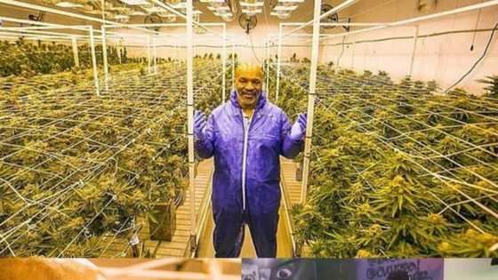 Kudi masu gidan rana: Ina siyan tabar wiwi ta miliyan 15 a kowanne wata - Mike Tyson