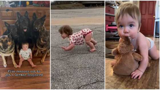 "Mowgli": Baby brought up in midst of 5 dogs behaves like them, crawls with hands and legs in viral video