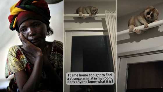 "I came back at night and saw it": Woman shares video of strange creature in her room, video trends