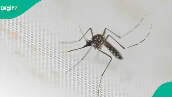 Najeriya na cikin hadari da WHO ta tabbatar da bullar cutar Chikungunya a kasashe 40