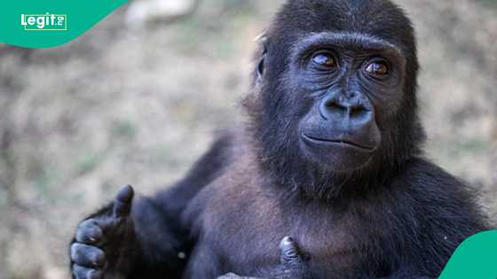 Trafficked Gorilla to be returned to Nigeria following rehabilitation in Turkey