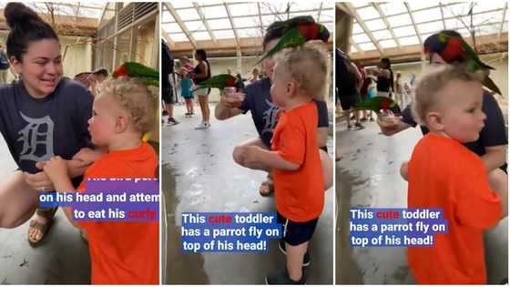 "He stayed calm": Video shows 'bizarre' moment bird flew and perched on a child's head, clip goes viral