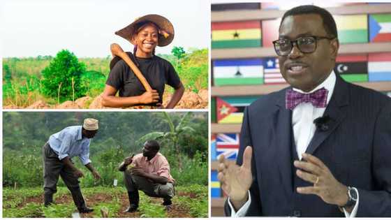 AfDB names 25 finalists for its $140,000 AgriPitch Competition, three Nigerian companies make the list
