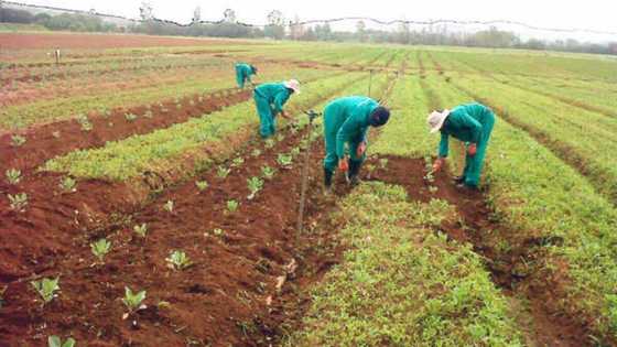 Climate change: Why Nigerian farmers need smart-agriculture training, says expert