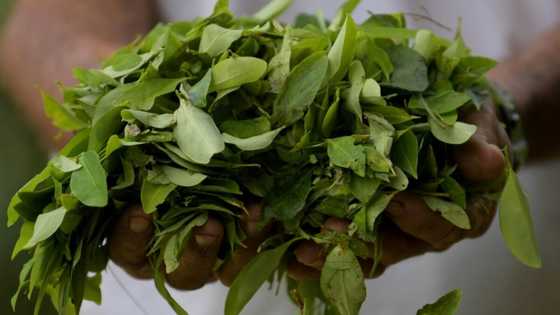 Colombia breaks coca-growing record, slams 'war on drugs'