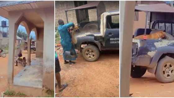 Nigerian police arrest dog for biting AAUA student's manhood, viral video from the incident sparks reactions