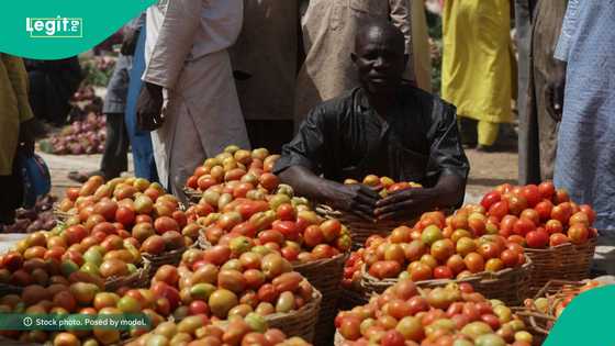 Nigerians stock up massively as Tomato prices crash across markets