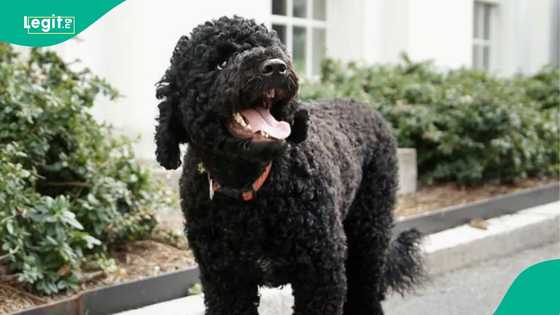 Breaking: Obama grieves, "we lost a cherished member"