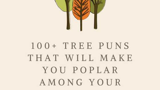 100+ hilarious tree puns that will make you poplar among your friends
