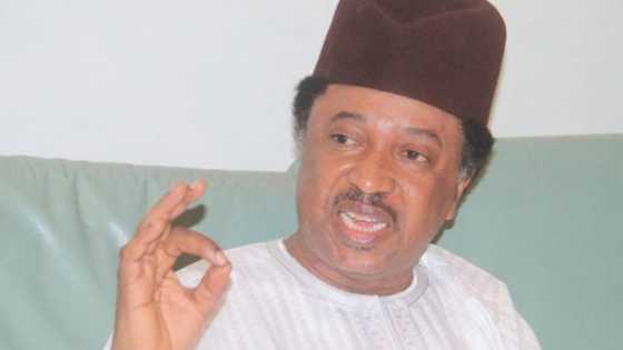 If I were an Emir in Kaduna, El rufai will banish me to Madagascar - Shehu Sani
