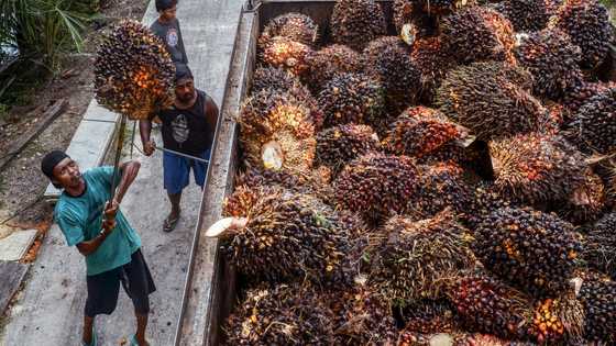 Indonesia palm oil firms eye new markets as US trade war casts shadow