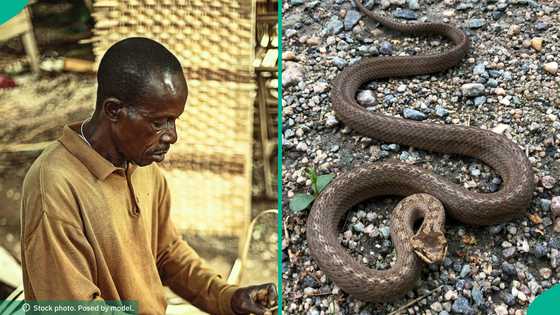 Herbalist who has survived snake bite 3 times shares how he treated himself, post trends