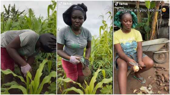You're a true African woman: Reactions as lady shows off her farming work without shame in viral video
