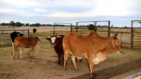 China lifts final bans on Australian red meat as trade row nears end