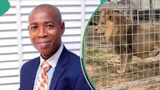 Hunters kill lion responsible for OAU zookeeper's death as fresh details emerge