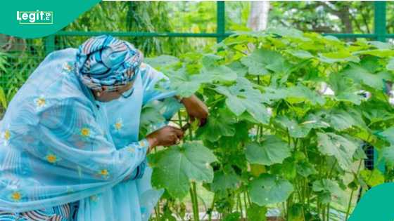 Matar Tinubu ta koma gona, ta girbe abubuwan da ta shuka da kanta