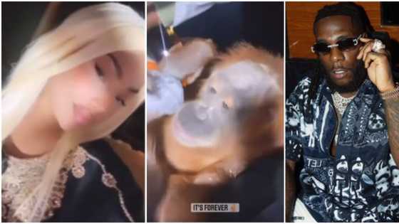 You’ll always be my baby: Stefflon Don shades Burna Boy as she plays with monkey in viral video, fans react