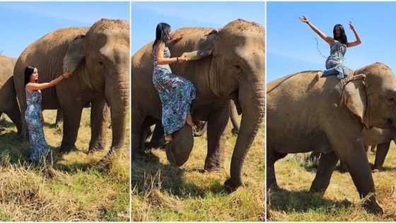 Ta ya za ki sauko? Budurwar da ta yiwa katuwar giwa hawan doki ta bar jama'a baki bude