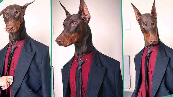 "He is gentle": Man wears his dog suit and tie like human being, video goes viral on TikTok