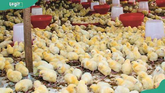 How much does it cost to start a chicken farm in Nigeria? Everything you need to budget for
