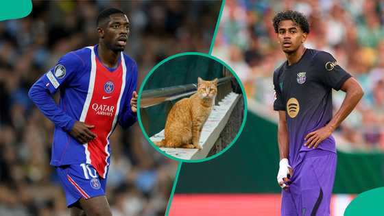 PSG vs Barcelona: Mysterious cat predicts UEFA Champions League match