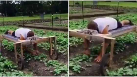 Man lies face-down on bed with wheels to plant crops on farm, video goes viral, stirs mixed reactions