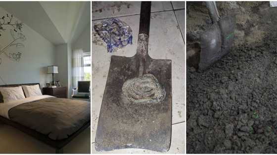 "Someone brought it": Photo emerges as Nigerian family digs out dead snake from late dad's bedroom, many react