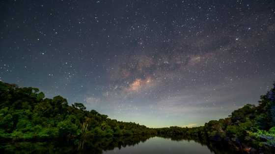 Race to find Brazil Amazon species before they disappear