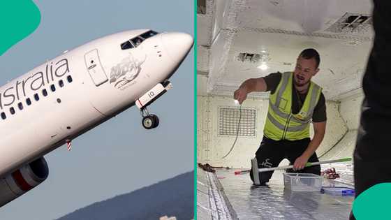 Panic as snake suddenly appears on plane, photo, video go viral