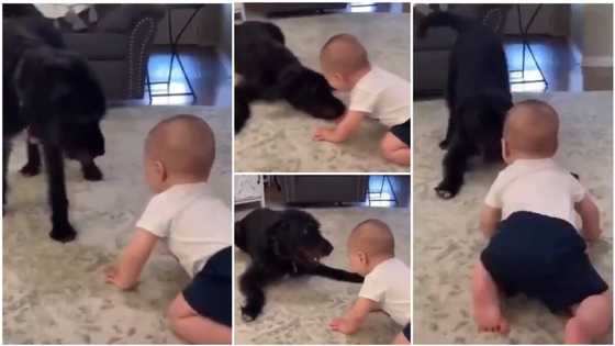 Black dog 'babysits' kid, licks his face to make him laugh; video goes viral