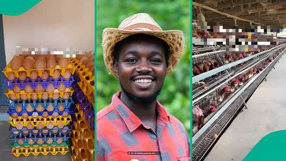 Farmer outsmarts workers with plan that keeps them at work for Christmas: "I came up with a plan"