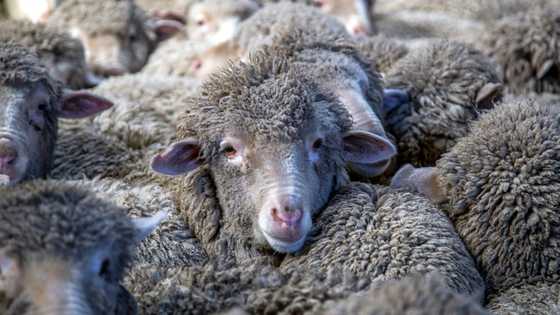New Zealand farmers battle pine forests to 'save our sheep'