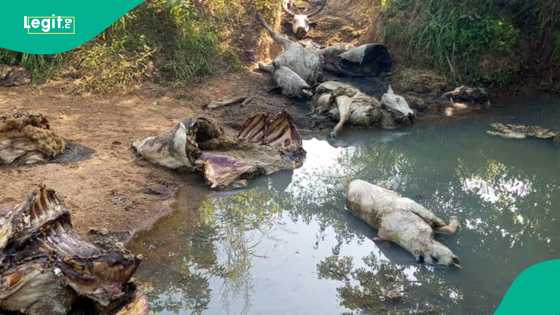 An kashe shanu kusan 300 a mummunan hari kan makiyaya a Benue
