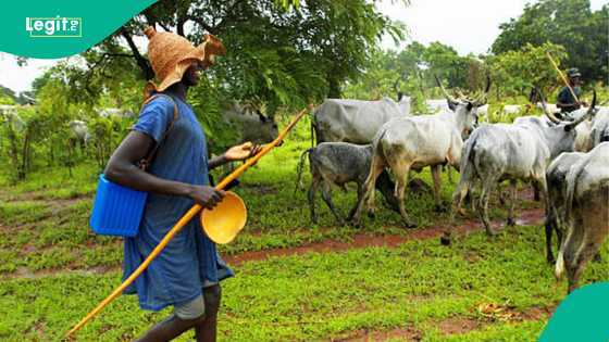 Tension in Plateau as gunmen attack Fulani herders, rustle 168 cows in fresh assault