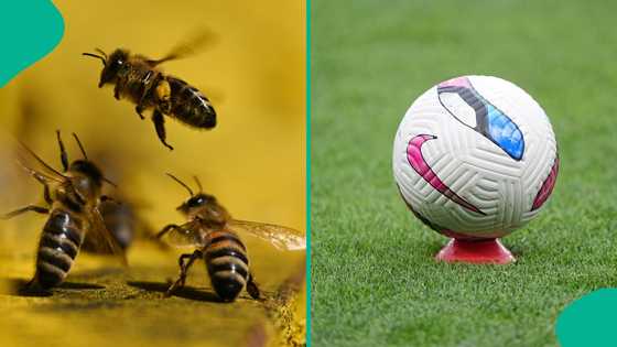 Pitch Invasion: Football match delayed as bees take over field, video