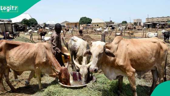 Just In: Lamentation as Miyetti Allah leader dies in FCT