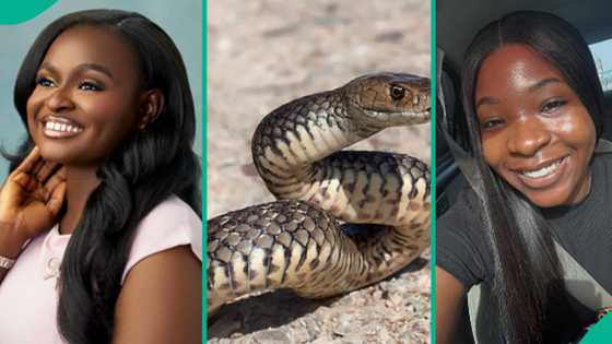 Ifunanya Nwangene: Friend of lady killed by snake shares conversation they had early this year