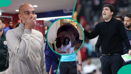 Bournemouth vs Man City: Mysterious cat predicts crucial Premier League game