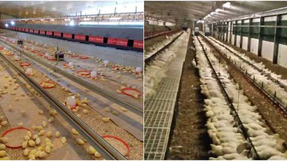 Nigerian man who is into poultry farming showcases his hustle, wows social media with his success