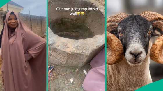 Price of ram: Lady confused as Sallah ram jumps inside well, escapes from owner and hides