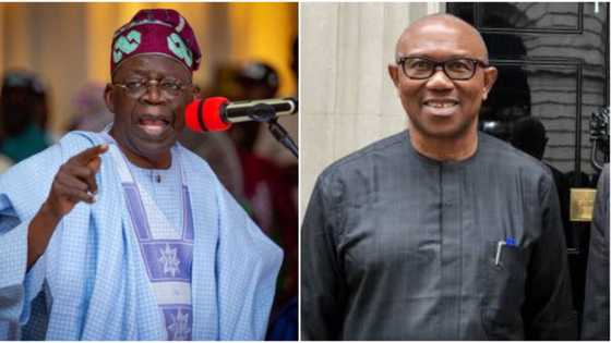 2023: Tinubu, Peter Obi in danger of losing tickets - INEC ex-chiefs reveal why, how