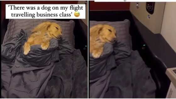 "VIP means very important pet": Man posts video of rich dog travelling in business class, flight video trends