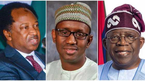 Has President Tinubu appointed Nuhu Ribadu as NSA? Senator Shehu Sani speaks