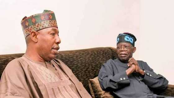 2023: Kungiyar matasan APC sun dage, sun ce Zulum ne ya kamata ya yi takara da Tinubu