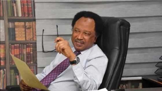 Shehu Sani reacts to Nnamdi Kanu's N1 billion win against FG, makes prayers for IPOB leader