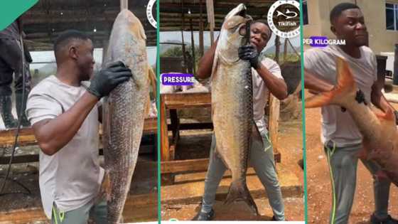 "They are very expensive": Nigerian fish farmer showcases dotted stingray, sea crocker, shiny nose