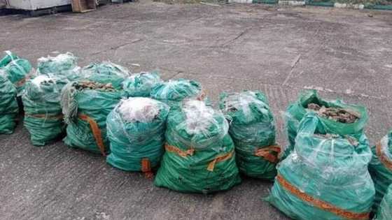 Jami’an Kwastam Sun Cafke Mazakutan Jakuna Na Fiye Da Biliyan 1 A Legas, Sun Bayyana Matakin Gaba