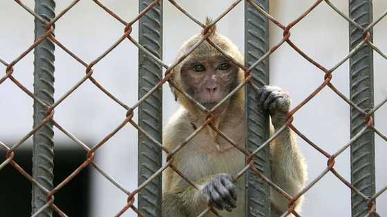 Fear in US as monkey bound for research lab escapes, serious search begins