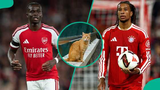 Bayern Munich vs Arsenal: Mysterious cat predicts Champions League match