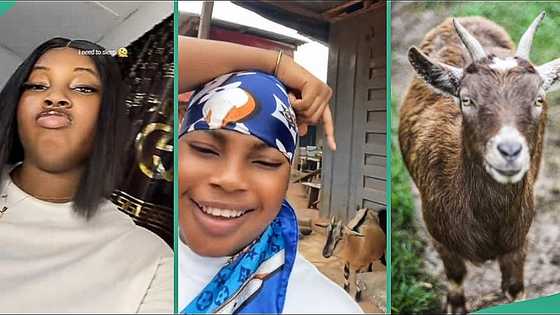 Nigerian lady reacts landlady's goat follows her to bus stop, video captures attention on TikTok